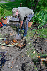 man working har in garden with roots and stump