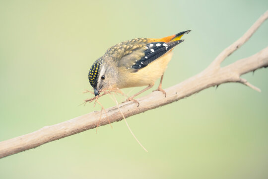 Female spotted pardalote (Pardalotus punctatus) perched on stick carrying nesting material