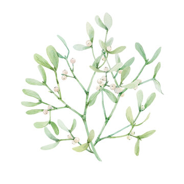 Beautiful image with watercolor mistletoe plant. Stock illustraqtion.