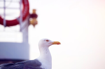 Seagulls and life buoy attached to the cruise ship