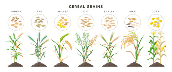 Cereal grains with seeds - set of icons, vector illustrations. Cereal grasses growing from soil isolated on white background.