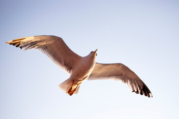 Seagull flying over the sky.