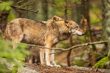 gray wolf (Canis lupus) the couple stands on the edge of the forest and looks out for the rest of the pack