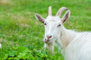 Goat with funny face eat grass on the farm on a summer sunny day, looking at the camera, space for text