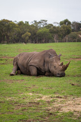 Fototapeta premium Rhino Lying Down and Resting