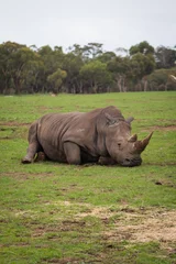 Foto op Plexiglas Rhino Lying Down and Resting © EdOswald