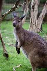 Cute Stare from a Wallaby