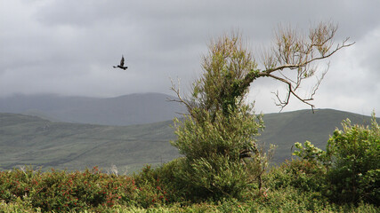 Irland: Rabe fliegt von einem knorrigen alten Baum los