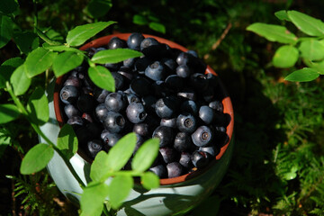 A close up of light mint ceramic bowl with ripe fresh bilberries (Vaccinium myrtillus) among a bilberry bushes in the forest, selective focus, space for text