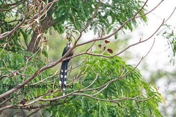 Green-billed Malkoha on tree.