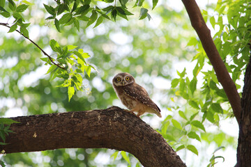 Owl on a Branch with Open Eyes