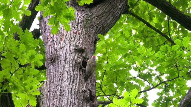 European Green Woodpecker on tree near nest in forest, male (Picus viridis) - (4K)
