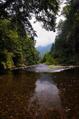 Obraz premium river in the forest