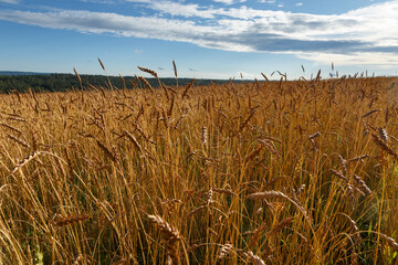 Field of wheat on a sunny day in Siberia, Russia