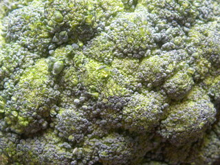 Green color raw whole fresh Broccoli detail