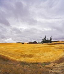 Fototapeta premium Huge field and some pines after a harvest