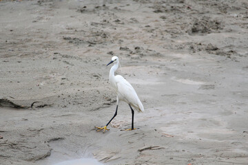 Snowy heron in sand