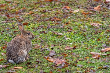 rabbit in the garden