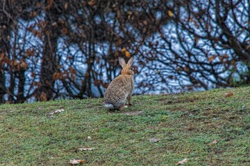 rabbit on the lawn