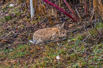 Fototapeta premium rabbit in the woods