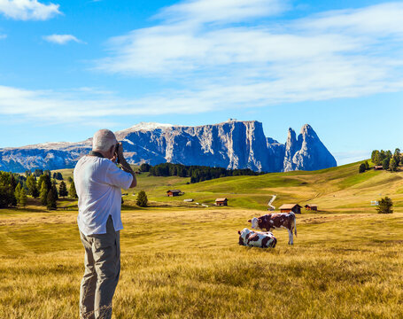 Gray-haired tourist photographs grazing cows