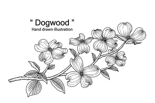 pics American Dogwood Drawing https stock adobe com images sketch floral decorative set dogwood flower drawings black line art isolated on white backgrounds hand drawn botanical illustrations elements vector 368735675 start checkout 1 content id 368735675