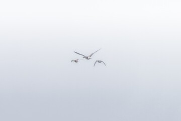 flock of ducks flying in the fog