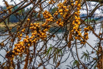 yellow berries in late autumn