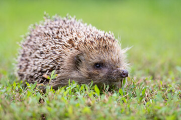 hedgehog on the grass.