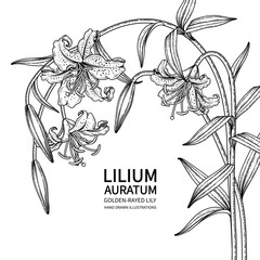 Sketch Floral decorative set. Golden-rayed Lily flower (Lilium auratum) drawings. Black line art isolated on white backgrounds. Hand Drawn Botanical Illustrations. Elements vector.