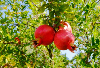 pomegranate on tree. judayk. Rosh-ha-shana.