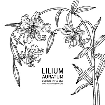 Sketch Floral decorative set. Golden-rayed Lily flower (Lilium auratum) drawings. Black line art isolated on white backgrounds. Hand Drawn Botanical Illustrations. Elements vector.