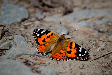 photo Thistle butterflies, Vanessa cardui, a summer butterfly distributed throughout Europe,...