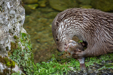 Eurasian otter eating a fresh fish on the grass, near water