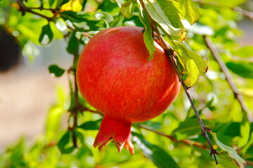 pomegranate on tree. judayk. Rosh-ha-shana. pomegranate on tree