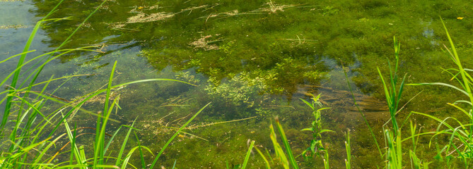 Panorama of water with algae in a clear lake