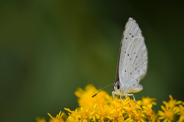 Holly blue butterfly