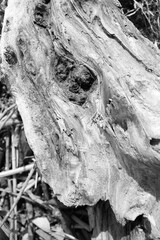 モノクロ流木、質感