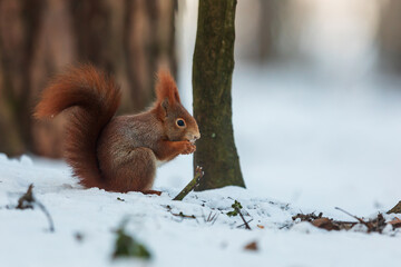 Eurasian red squirrel (Sciurus vulgaris) found a nut and tries to crack it and sits in the snow