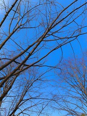 tree branches against blue sky