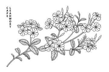 Sketch Floral decorative set. Plumbago auriculata (Cape Leadwort) flower drawings. Black line art isolated on white backgrounds. Hand Drawn Botanical Illustrations. Elements vector.