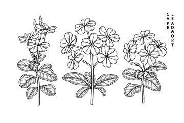 Sketch Floral decorative set. Plumbago auriculata (Cape Leadwort) flower drawings. Black line art isolated on white backgrounds. Hand Drawn Botanical Illustrations. Elements vector.