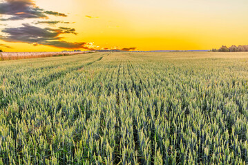 Scenic view at beautiful summer sunset in a wheaten shiny field with golden wheat and sun rays, deep blue cloudy sky and road, rows leading far away, valley landscape