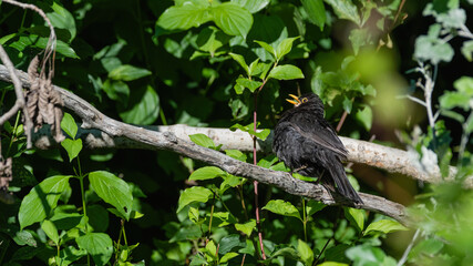 bird, natur, tier, wild lebende tiere, baum, ast, amsel, wild, green