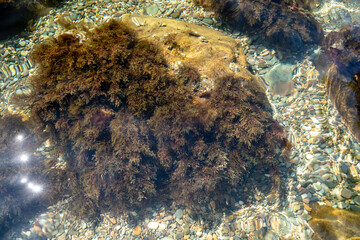 The texture of the bottom. Under the clear water, you can see algae on a large stone, many small stones. Sea ripples, the sun's rays on the rocks.