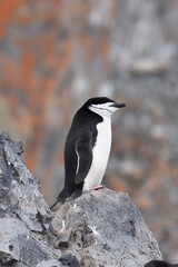 Fototapeta premium Chinstrap penguin at Half Moon Island, Antarctica