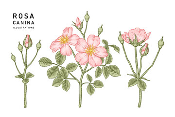 Sketch Floral decorative set. Pink Dog rose (Rosa canina) flower drawings. Vintage line art isolated on white backgrounds. Hand Drawn Botanical Illustrations. Elements vector.