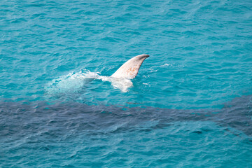 Naklejka premium Southern right whale baby. White calf showing its tail above the surface of the ocean, tail lobs. Rare white individual. Mother whale (cow) under water. Head of Bight, Nullarbor, Australia