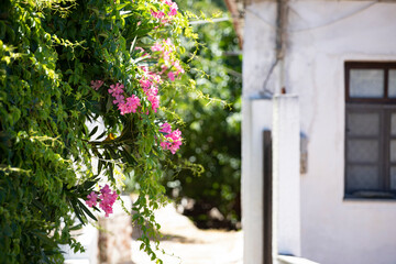 Fototapeta na wymiar Greek summer background with flowers