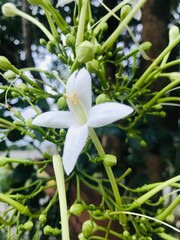 Obraz premium lily of the valley